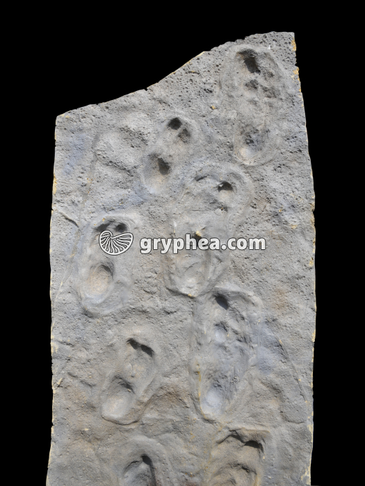 Pas de Laetoli - Empreintes de pas - moulage - gryphea.org